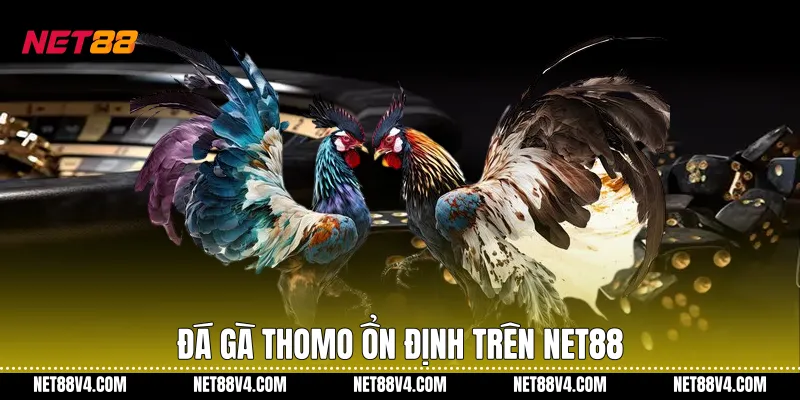 Đá gà Thomo ổn định trên NET88