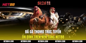 Đá Gà Thomo Trực Tuyến Ổn Định Trên Nền Tảng NET88